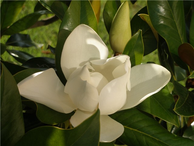 magnolija